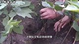 老人常说千年人参会跑，它真的会跑吗看完涨见识了