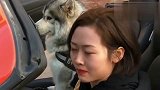 女主人要带二哈去兜风,一听到女主人驾考没过,二哈溜之大吉