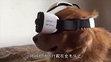 主人给自己的宠物戴上VR眼镜，看反应绝了，鬼知道看见什么