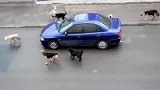 狗子围攻汽车，这车应该曾经伤害过它们吧！