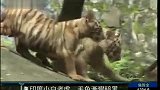 印度白老虎毛色随年龄变黑 疑因遗传导致-8月31日