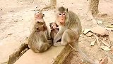 小猴子喝奶，猴姐很妒忌，想办法搞破坏......