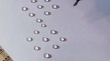 这画的竟然是白菜