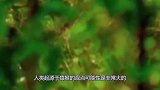 人与猩猩可以繁衍吗？科学家亲自试验，说出来你都不信