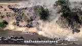 非洲人为什么懒？了解一下“香肠树”，网友：换我也不愿种地！