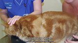 竟敢饿着朕，主人表示给橘猫减肥很难，它没得到食物脾气就变暴躁