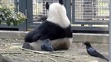 鸟儿为筑巢天天去薅熊猫毛，屁股快扯秃了！网友：“无价”之窝？