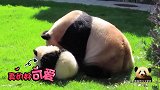 熊猫妈妈宠爱宝贝的方式简单又粗暴，母女俩有爱互动好暖心