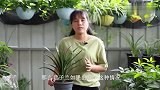 君子兰僵苗了怎么办？用这个“小偏方”，不用脱盆也能恢复生长