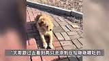 5万悬赏的爱犬被流浪狗“收养”，大哥投喂流浪狗时发现，主人兑现感谢费