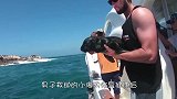 男子在沙滩“活捉”海豹知道真相后，人们纷纷点赞！