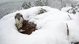 这么大的雪老鹰还在孵蛋，看着真心疼，母爱真是伟大