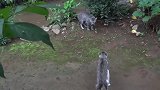小野猫下雨天还出来打架这是电影看多了吧
