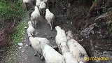 尼泊尔牧羊人搬迁，绵羊数公里一点不假，背着行李带着孩子