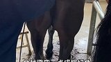 带飓风的兄弟去剃毛啦马 宠物美容 涨知识