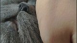 不让它靠近就捣乱，啊！真的是要疯了！在家办公的真实状态 萌物 猫