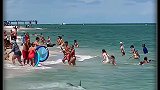 鲨鱼突袭海滩，游客们幸好跑得快，不然后果不堪设想