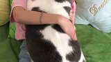 明明养的猫，咋变了？？猫