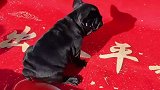 老虎不发威你当我是病猫