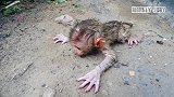 妈妈第一次为孤儿猴洗澡，把孤儿猴呛得手脚乱舞，太粗鲁了