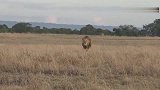 小狮子看到雄狮爸爸回来立马“抛弃”妈妈，跟爸爸玩耍，太皮了！