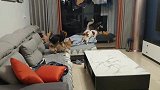 二哈在家表演空中飞狗，开启狂躁模式，场面完全失控，疯了