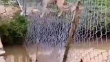 狗过河走独木桥，竟遭同类无情嘲讽