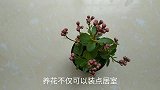 苹果皮用水泡一泡，解决了很多人的困扰 ，长知识了