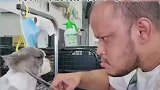主人给猫修剪毛发