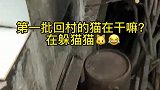 第一批回村后的猫都在干嘛