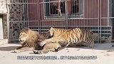 两虎内斗！一只惨被同类锁喉而死，镜头拍下全过程！