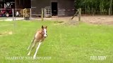 小马正在草地上狂奔，不料撞到大马摔倒，真好笑啊！