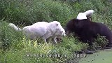 黑熊误入老虎领地，结果直接被老虎撕成“碎片”，镜头记录全过程