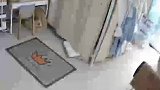 猫咪顶撞主人的饭碗，主人瞬间愣住