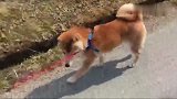 柴犬想出去玩，主人就是不让，然后一人一狗就开始拉拉扯扯了