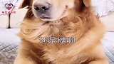 哈士奇找金毛复仇反被坑，二哈这名字真没白叫，看完忍住别笑