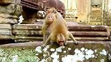 断手猴遭到殴打，晚辈太无情啊