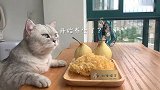 猫王：这是我带过的，最差的一届宠物人