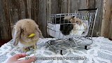 为什么兔子繁殖快，农村却不养兔子致富呢？来听听过来人怎么回答