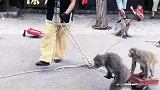 猴子拉车了