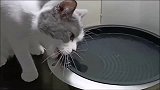 这猫咪是要成精了，这智商也是没谁了，真是太厉害了