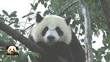 可爱的熊猫宝宝坐在树上一边发呆，一边挠痒痒，小模样萌翻天
