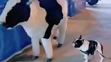 狗：难道我是牛？