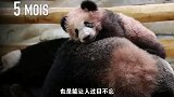 世界各地熊猫的特别之处