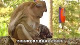 小猴子不幸离世，猴子妈妈的做法让人心疼，母爱太伟大