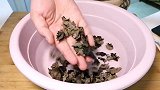 有结石不要怕，常吃1道菜，放心吃，尽管吃，通淋化石，结石排干