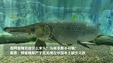 多地发现“怪鱼”鳄雀鳝！专家提醒：不要吃，内脏有剧毒！