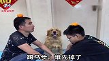 小主人跟爸爸比赛蹲马步，小主人一个手势金毛上去就揍爸爸，逗！