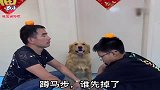小主人跟爸爸比赛蹲马步，小主人一个手势金毛上去就揍爸爸，逗！