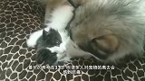 宠物猫不幸去世，大叔化悲痛为力量，将猫咪制成了无人机